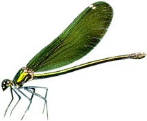 dragonfly.gif (10916 bytes)