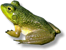 green frog 2.gif (21776 bytes)